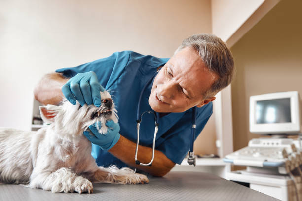 Best Emergency Tooth Extraction in New Boston, OH